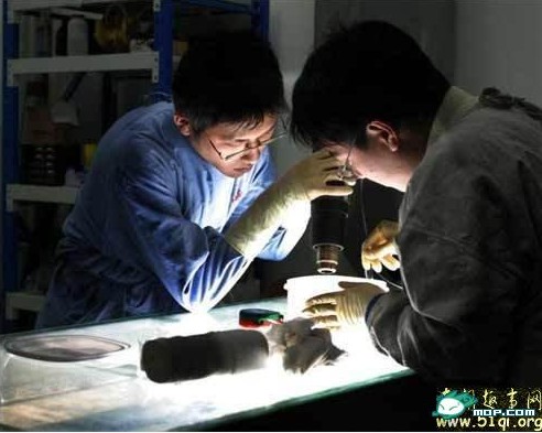 尸体博物馆 真人尸体加工现场 胆小勿入！
