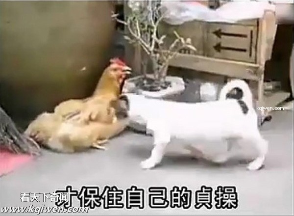 好色小狗，光天化日蹂躏鸡(组图)