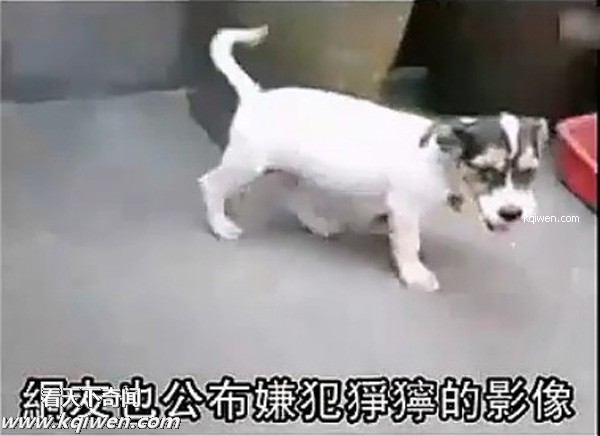 好色小狗，光天化日蹂躏鸡(组图)
